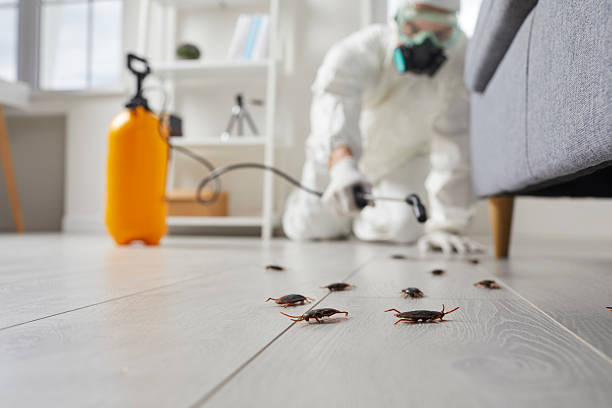 Affordable Termite Control solutions in Dublin, VA